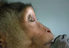 a sad macaque looks up in a facility