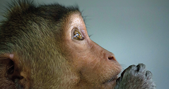 a sad macaque looks up in a facility