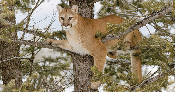 mountain lion looks down from a tree