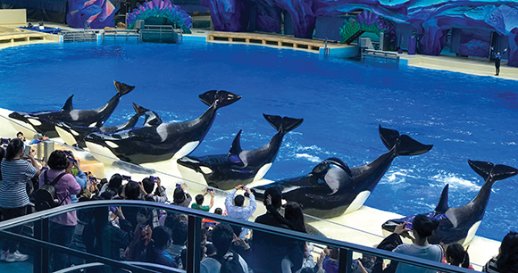 A row of captive orcas performs a marine show