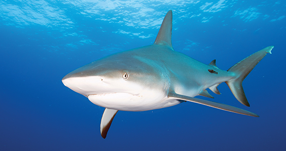 a silky shark swims in florida waters