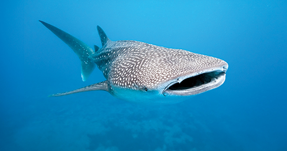 whale shark swims through the ocean