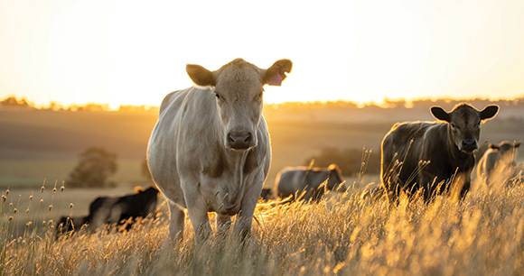 cattle in a field of low wheat
