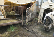 a small cow is caked with mud in a tiny cage