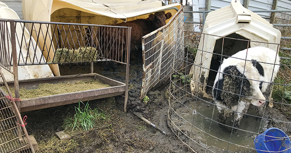 a small cow is caked with mud in a tiny cage