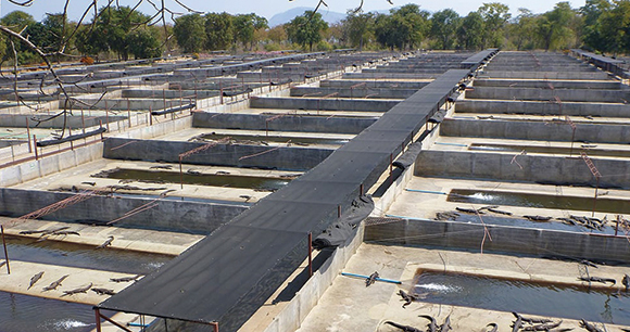 crocodile pens in Zimbabwe