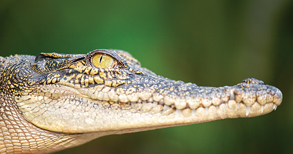 crocodile face and snout
