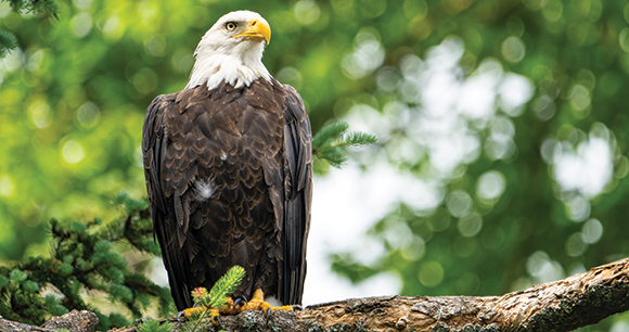 bald eagle watches from a branch