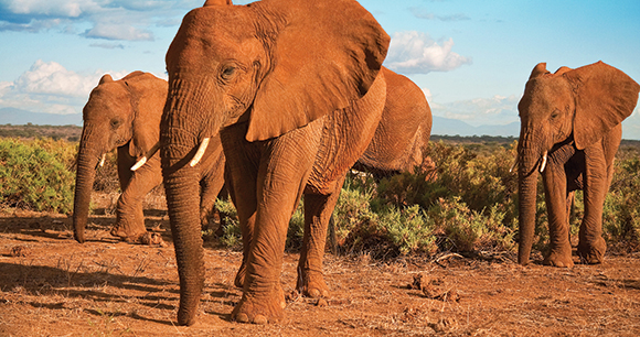 elephants march across the countryside