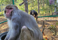 two monkeys sit in an enclosure