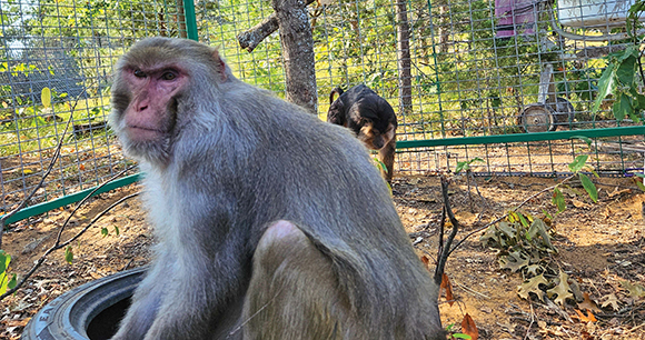 two monkeys sit in an enclosure