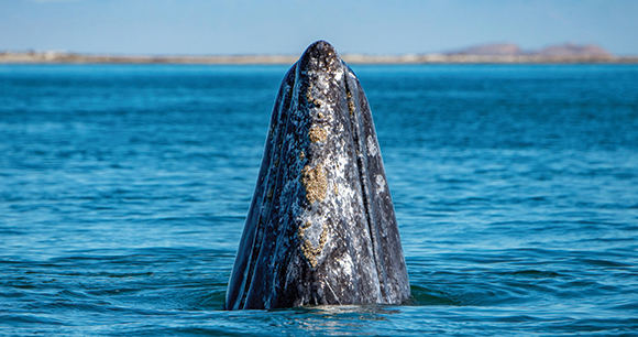 gray whale breaches surface