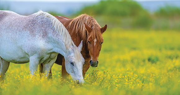two horses graze in a field
