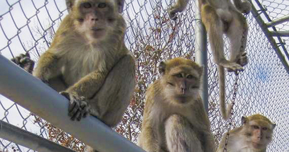 macaques sit on a rod in a cage