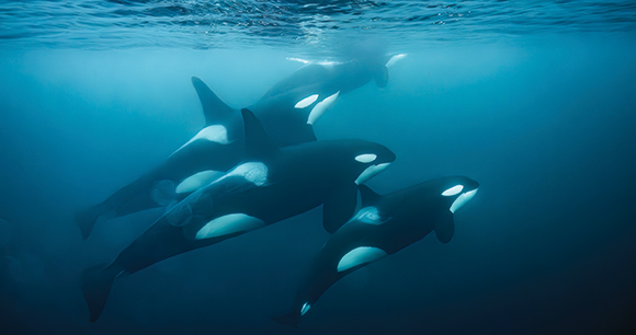 pod of orcas swim toward surface