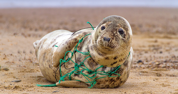 entangled seal on shore