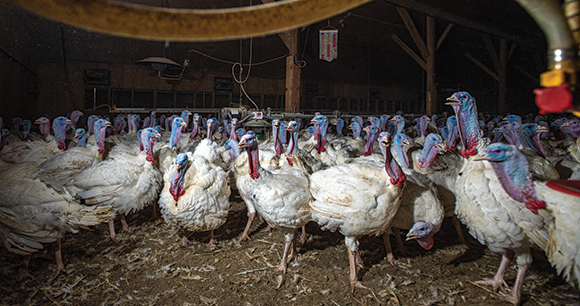 turkeys crowded in a pen