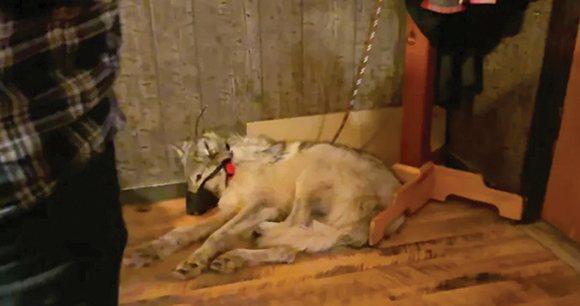 abused wolf lies on bar floor