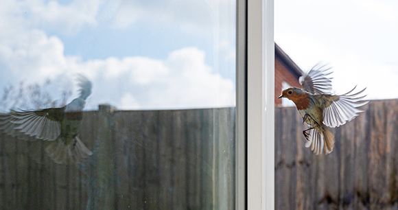 Town wildlife as a robin eats from a window suet bird feeder