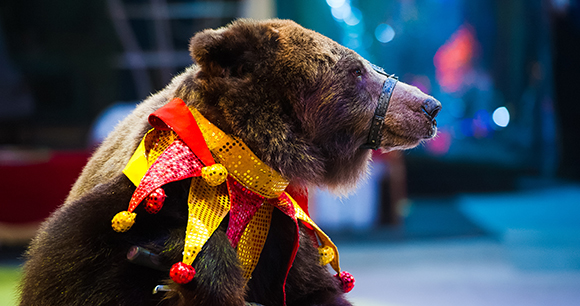 Circus bear performs in the circus.