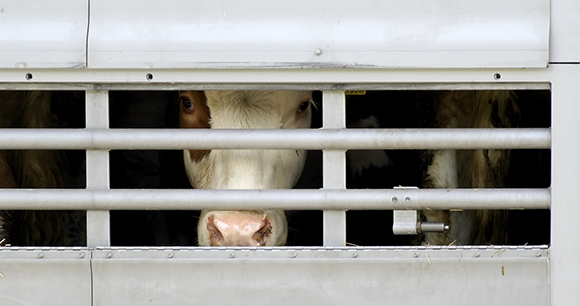 cows in a transport car
