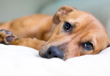 A brown mixed breed dog with a sad expression lying on a couch