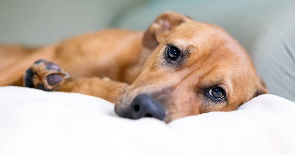 A brown mixed breed dog with a sad expression lying on a couch