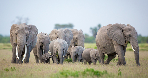 Elephant family with a female elephant and a baby amongst others walking and eating grass in Amboseli National Park in Kenya