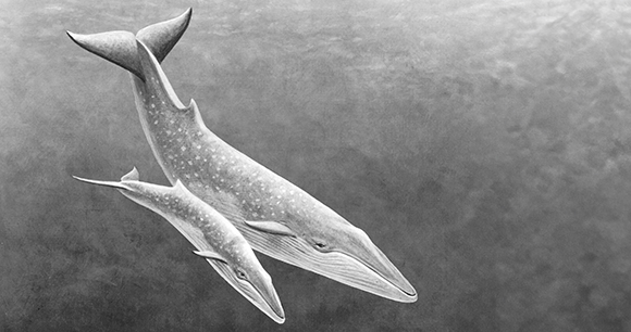 illustration of a humpback whale with calf