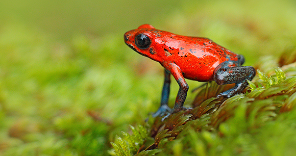 Red Strawberry poison dart frog in the forest