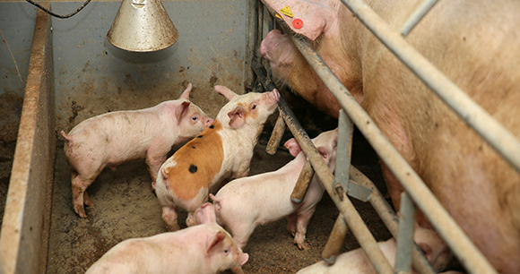 Farrowing crates in pig farms. Swine farming - parent swine farm. Many pigs are eating pork breast milk.
