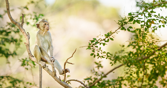 Little brown monkey in the forest park sits on the branch and is enjoying looking at something