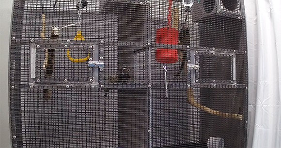 marmosets sit in a cage