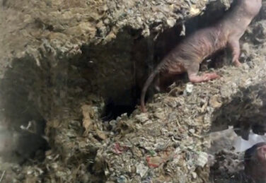 mole rats dig through tunnels