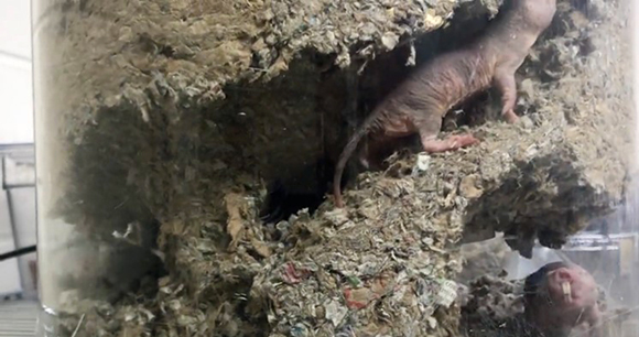 mole rats dig through tunnels