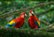 Pair of big parrot Scarlet Macaw, Ara macao, two birds sitting on branch looking around curiously
