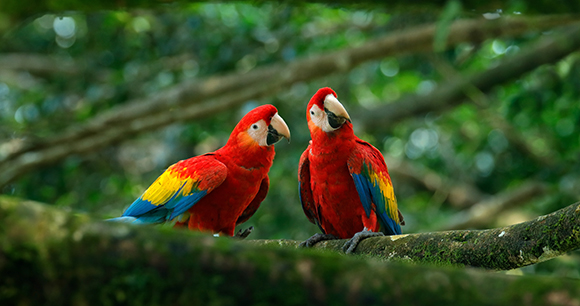 Pair of big parrot Scarlet Macaw, Ara macao, two birds sitting on branch looking around curiously
