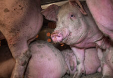 Pigs inside a transport truck on route to Farmer John Slaughterhouse in Los Angeles.