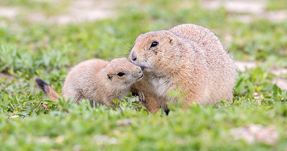 Wild prairie dogs in Badlands National Park in South Dakota.