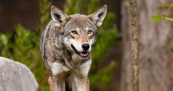 Red Wolf walks in forest