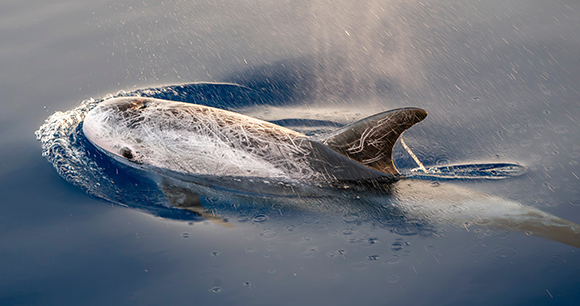 Grampus griseus in mediterranean sea at sunset