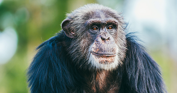 TJ the chimp sits contently
