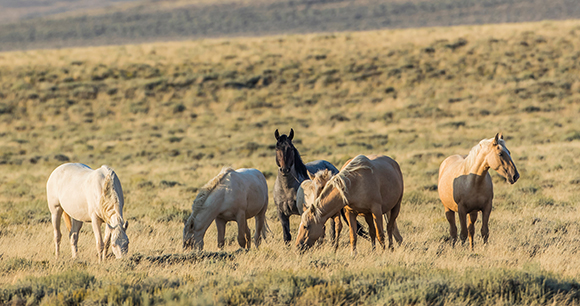 small band of wild horses grazing in the sagebrush