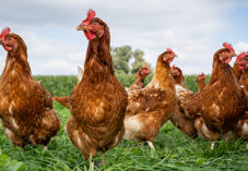 chickens stand in a pasture