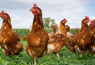 chickens stand in a pasture