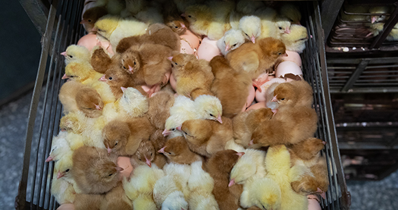 overcrowded chicks wait in a drawer to be sorted and culled