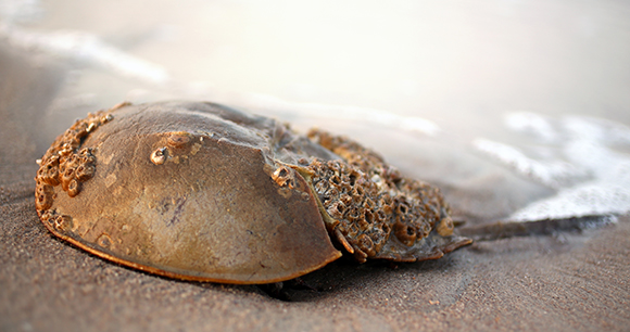 horseshoe crab lies on a beach
