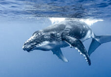 a humpback whale swims near the surface