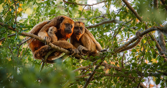 a family of howler monkeys sit worried in a tree