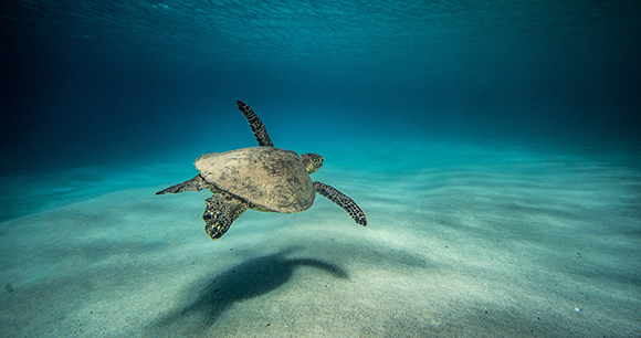 a sea turtle swims in open water